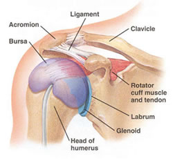 Anatomy