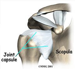Shoulder anatomy