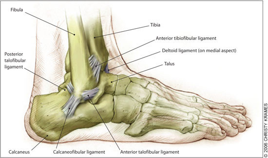 Ankle sprain anatomy