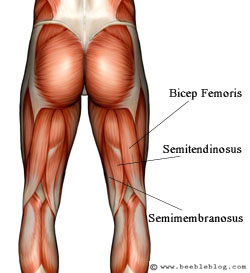 Anatomy