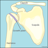 Little league shoulder anatomy