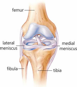 Knee anatomy anterior view