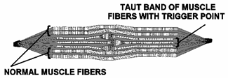 Fascia fibers